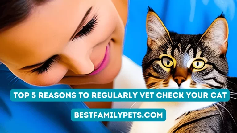 Top 5 Reasons to Regularly Vet Check Your Cat