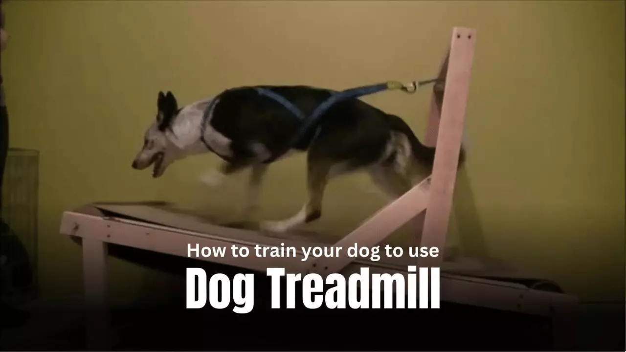 how to train your dog to use a treadmill