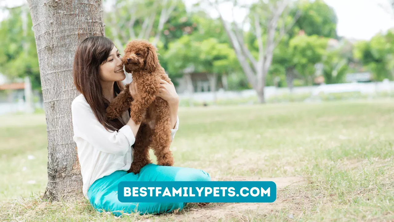 What Are the Most Affectionate Dog Breeds? Lets Meet 5 Cuddly Dogs