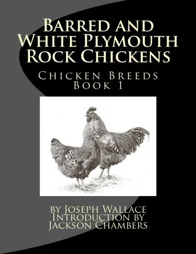Barred and White Plymouth Rock Chickens (Chicken Breeds)