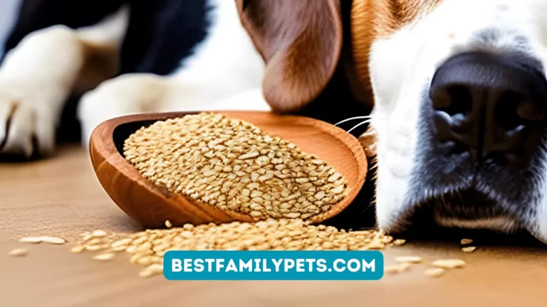 Can Your Dog Safely Eat Sesame Seeds