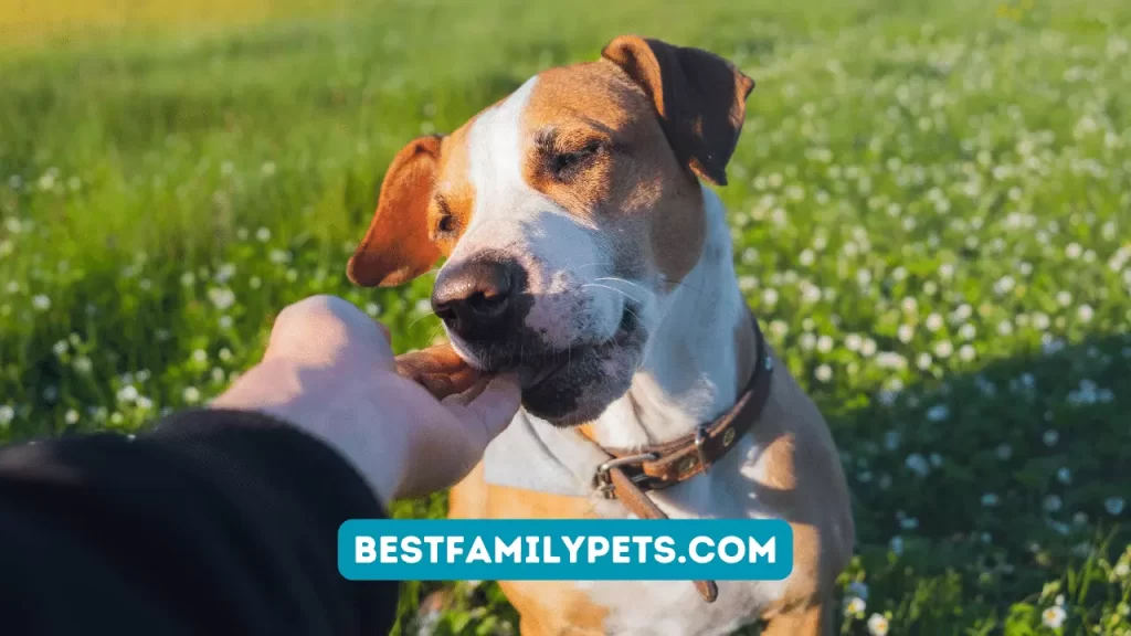 DIY Dog Treat Kits