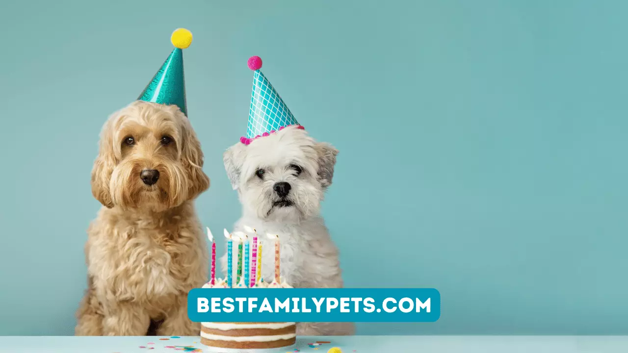 Delicious Dog Birthday Cakes: Celebrate Your Pup’s Special Day