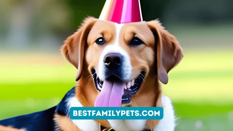 Dog Birthday Gift Ideas