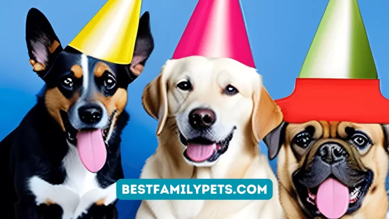 Dog Birthday Hats