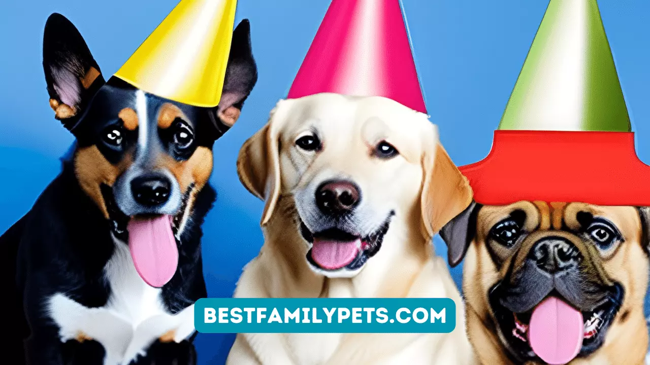 Party Pup Fashion: Stylish Dog Birthday Hats & Outfits