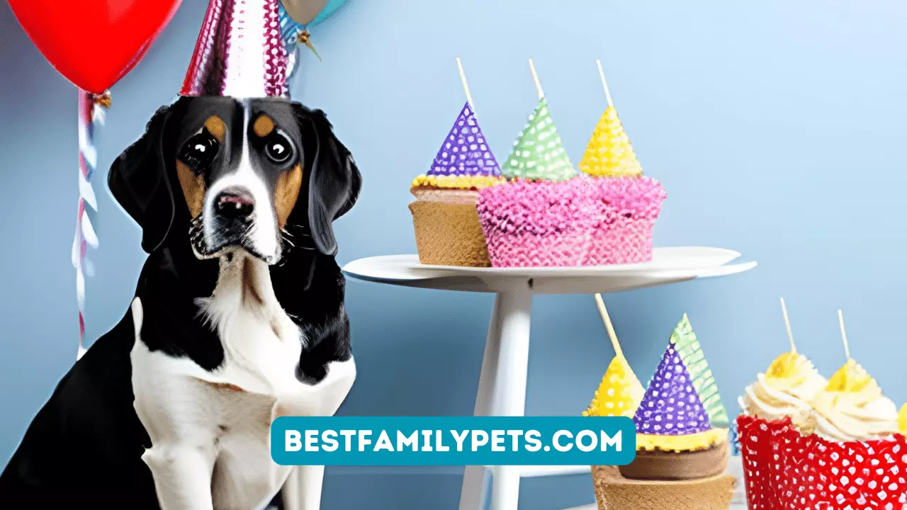 10 Tips for Dog Birthday Party Decorations to Make Their Day