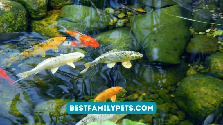 Fish for Your Garden Pond