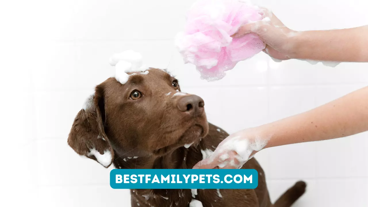 Hartz Dog Shampoo Recall: Keeping Your Pup Safe