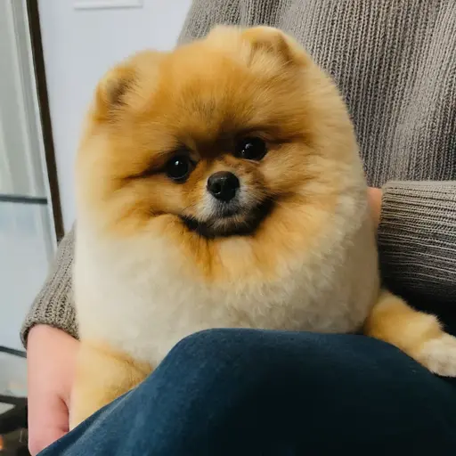 Pomeranian