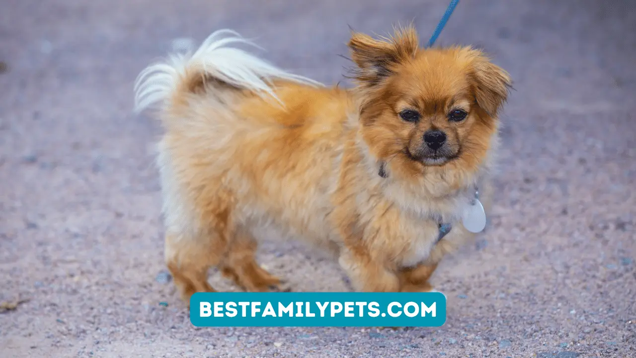 Top 5 Small Dog Breeds: Fascinating Facts and Captivating Photos