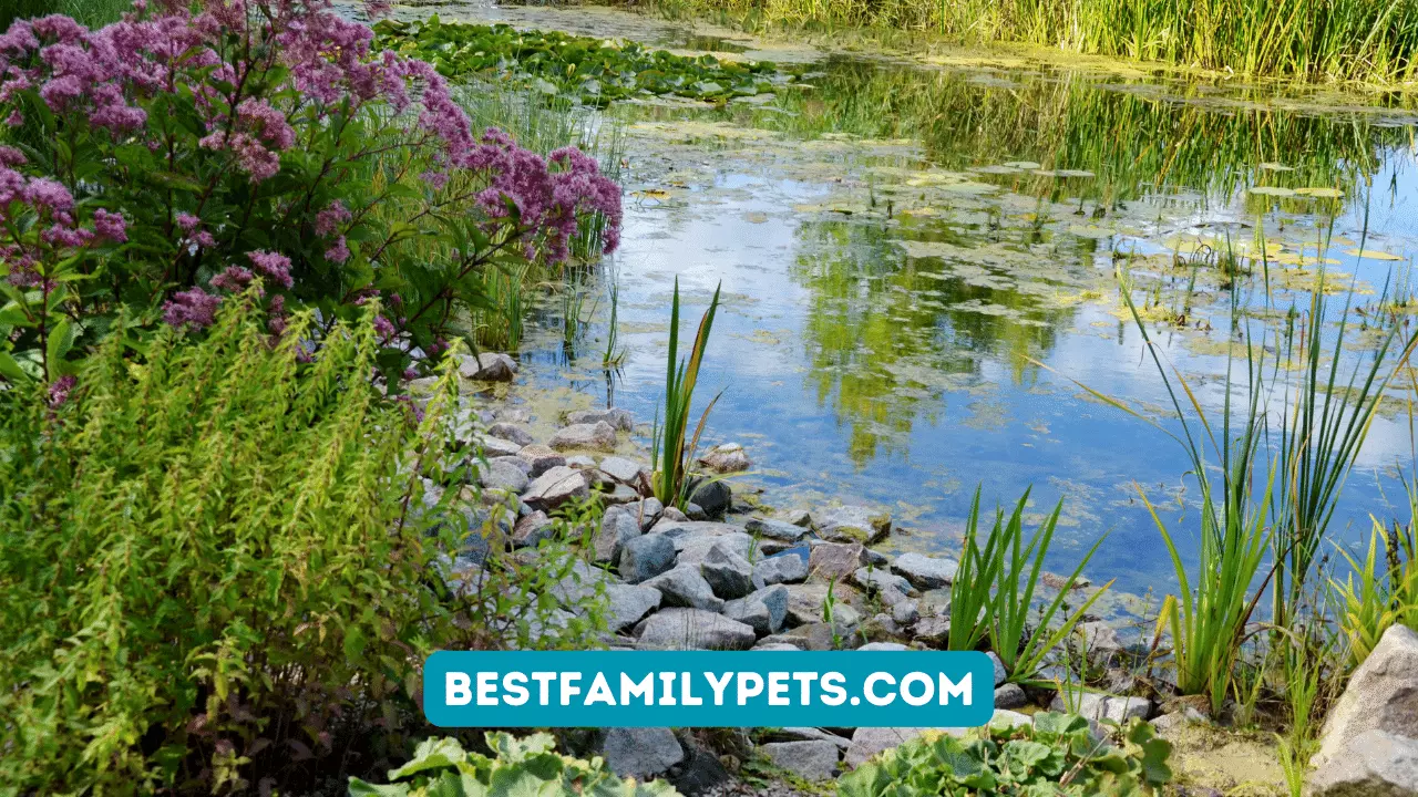 The Benefits of Having a Pond in Your Garden