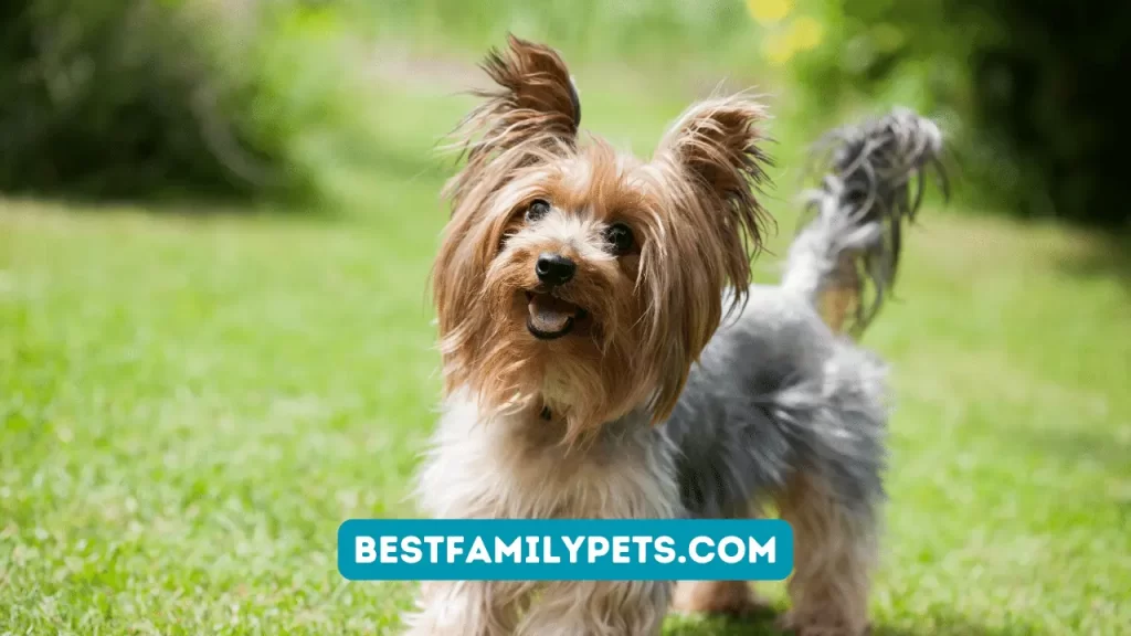 Yorkshire Terrier