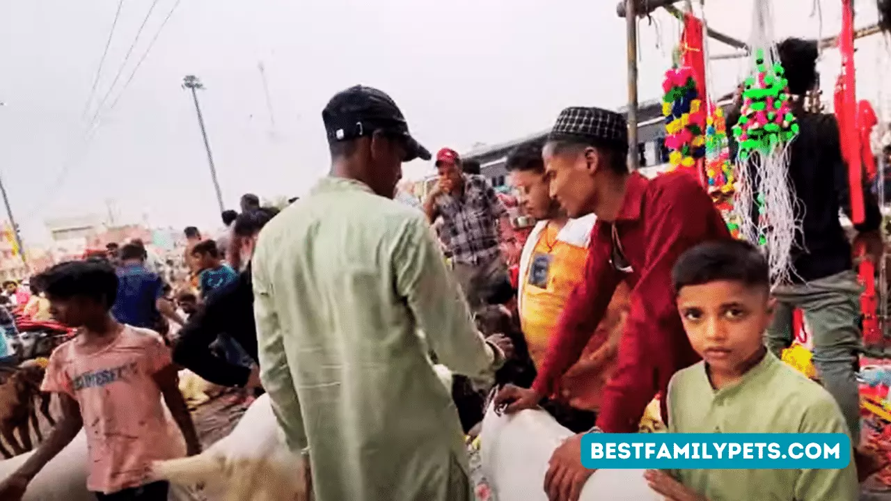 An Exciting Bakra Eid Adventure: Reviewing Arman Vlog’s Journey to Jama Masjid Bakra Mandi