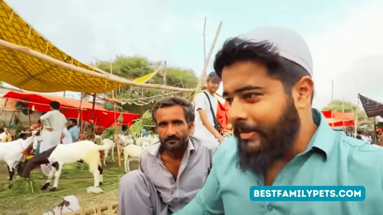 Bakra Eid adventure with Syed Fahad's entertaining video