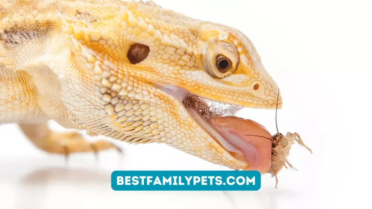 Bearded Dragon Food