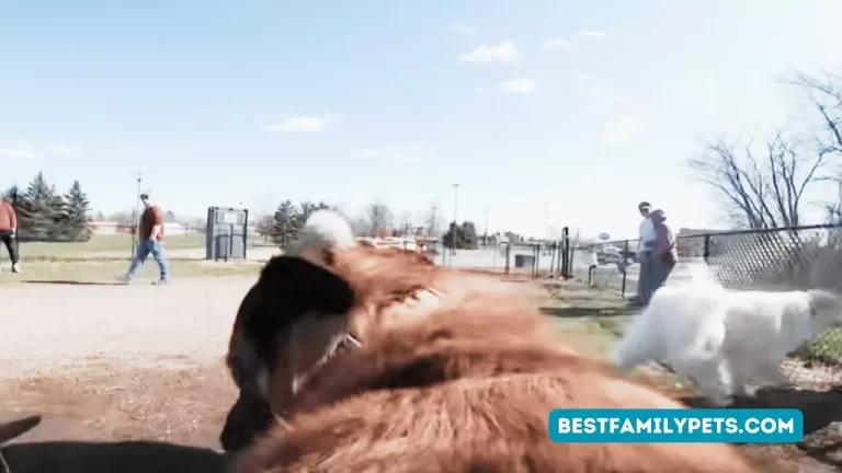 Canine Behavior Canela's Video on Dog Park Aggression