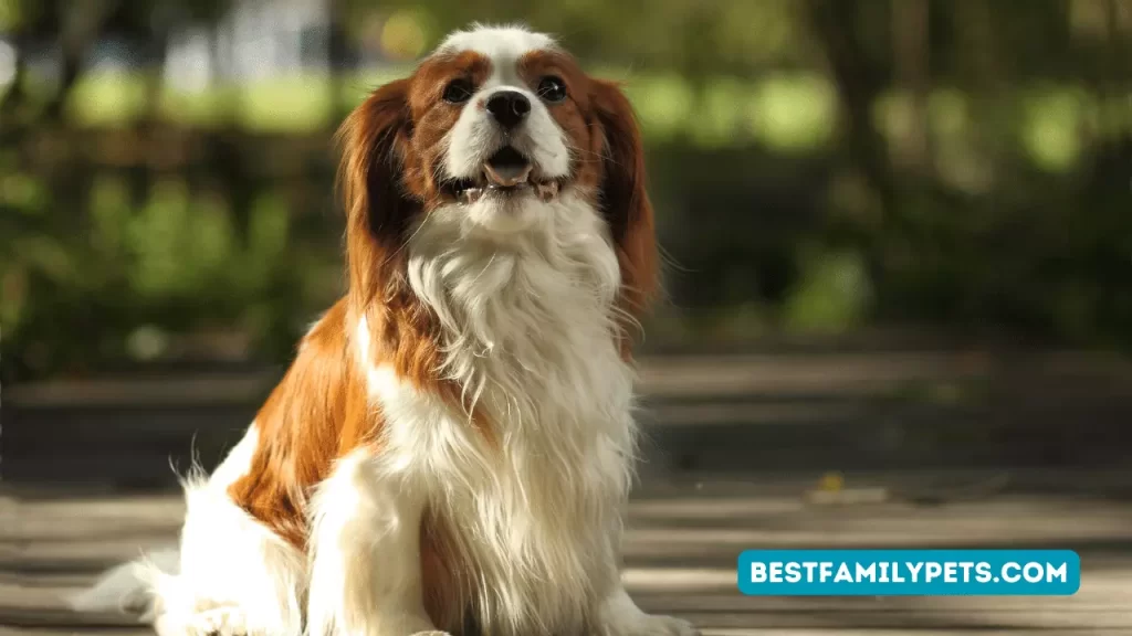 Cavalier King Charles Spaniel