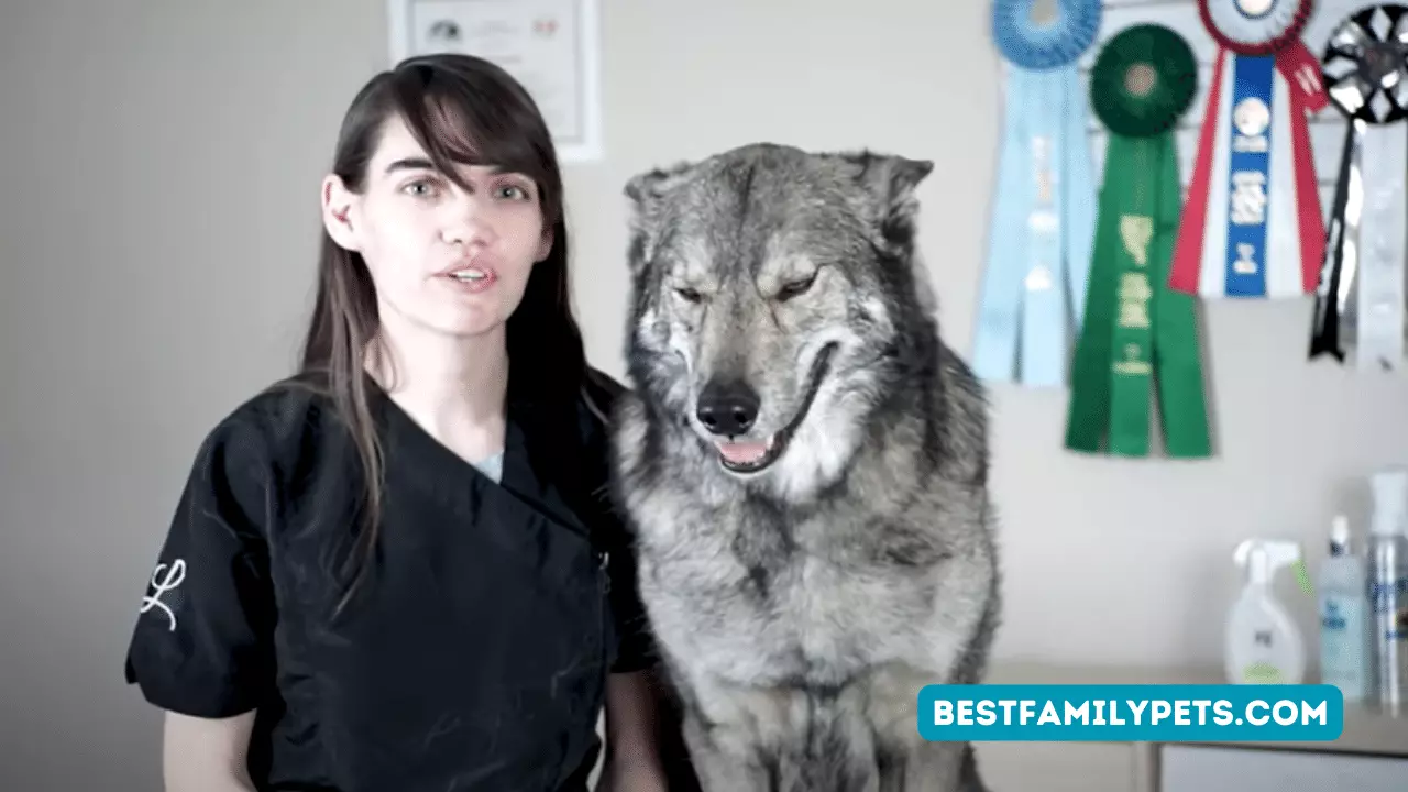 Husky Grooming Tips: Reduce Shedding Like a Pro – A Video Review