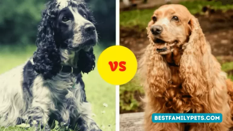 american versus english cocker spaniel