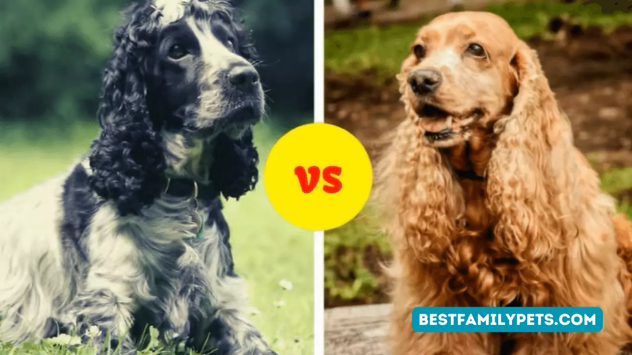 American vs. English Cocker Spaniel: What’s the Difference? A Video Review