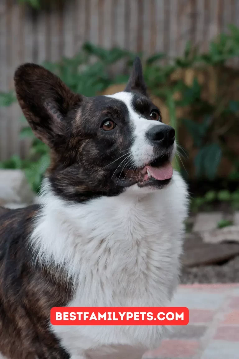 Cardigan Welsh Corgi A Deep Dive into a Distinctive Breed