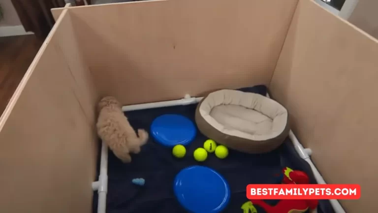 How To Ken Wignard's DIY Whelping Puppy Box - Hallmark Channel