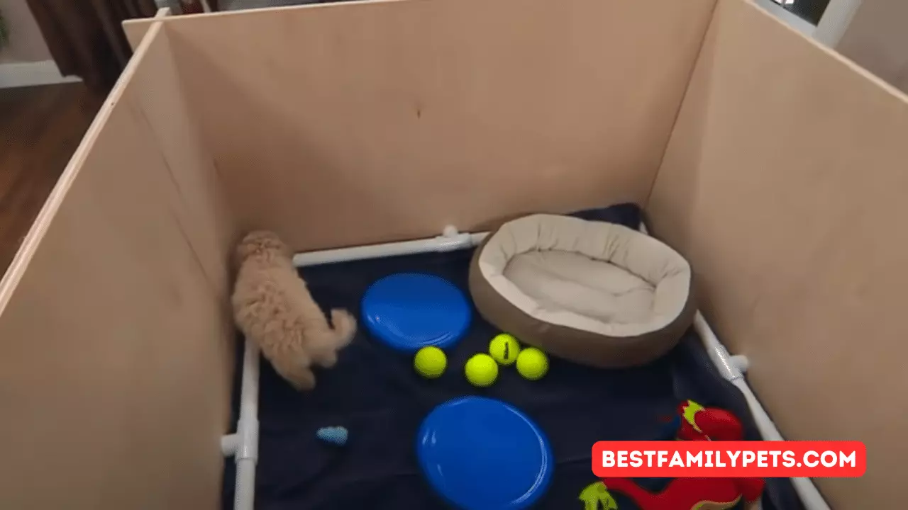 DIY Whelping Puppy Box: Easy & Affordable Design