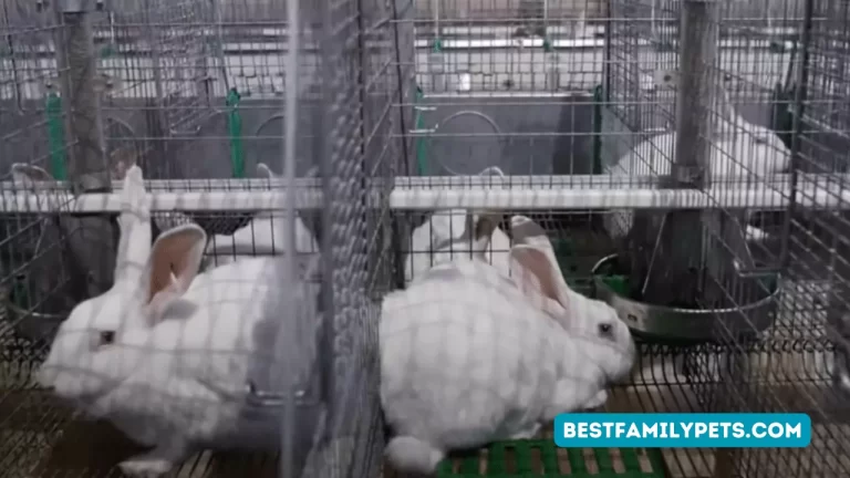 Modern Rabbit Farming High-Tech Humane Practices Noal Farm