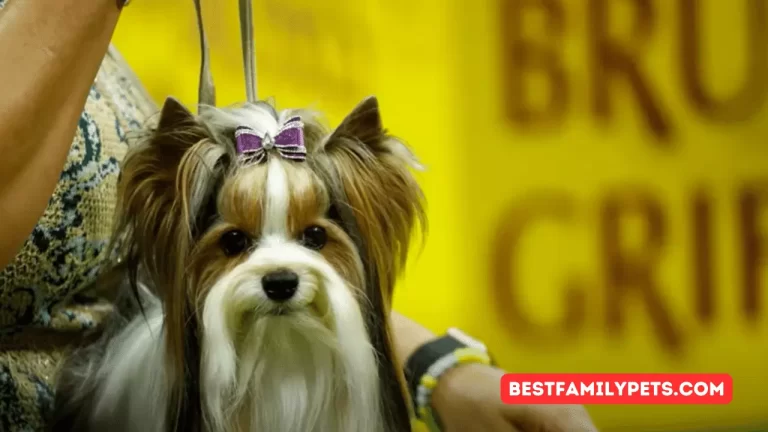 Westminster Dog Show 2023 5 Breathtaking Dogs CBS News