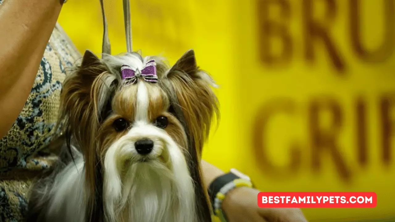 Westminster Dog Show 2023: 5 Breathtaking Dogs