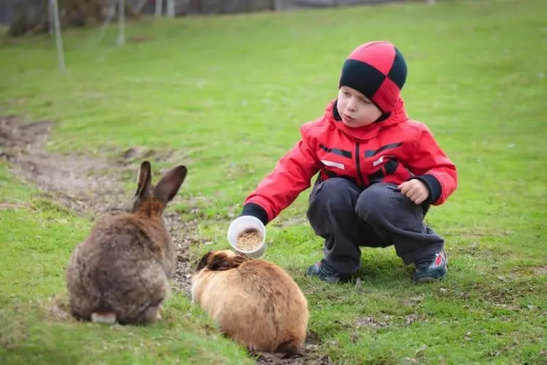 main food is hay