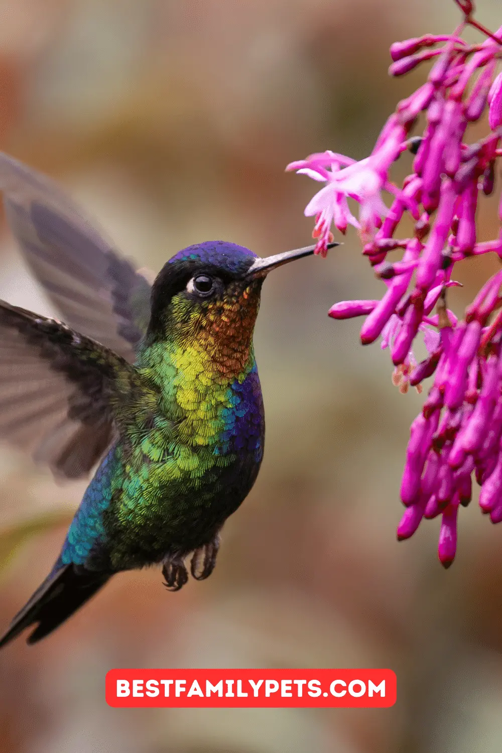 Best Hummingbird Feeders Under $20
