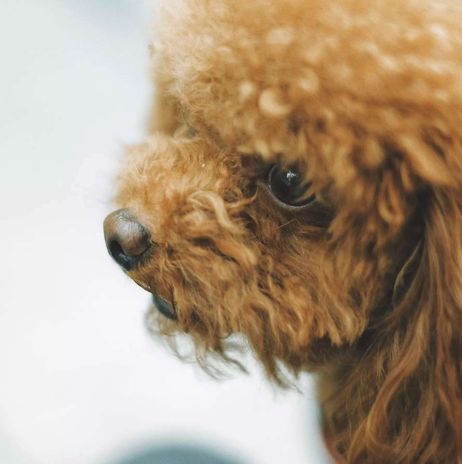 adult brown apricot toy poodle