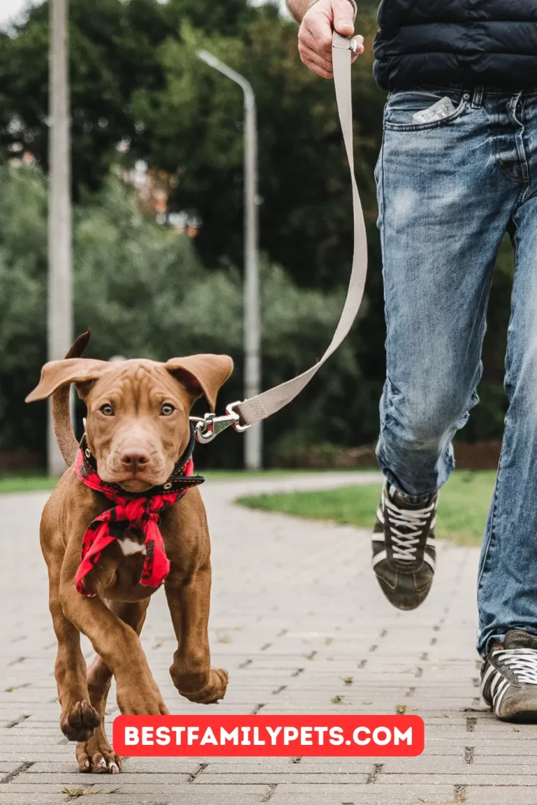 Dog Walking Safety Tips to Ensure a Safe and Enjoyable Walk