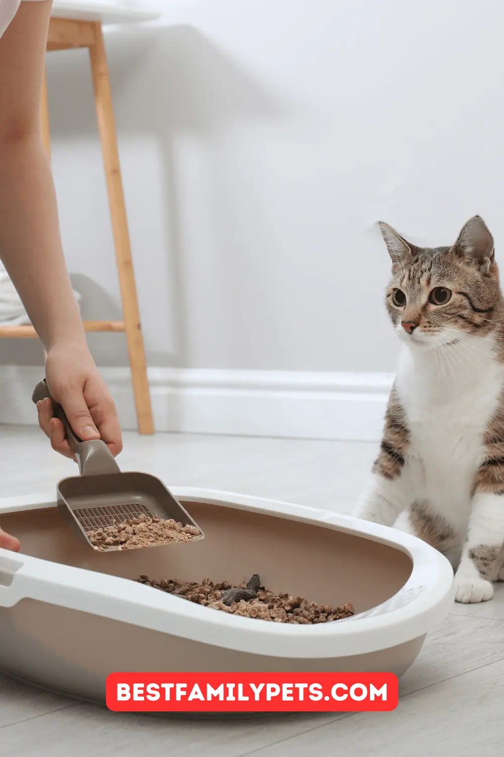 Cat Litter Box