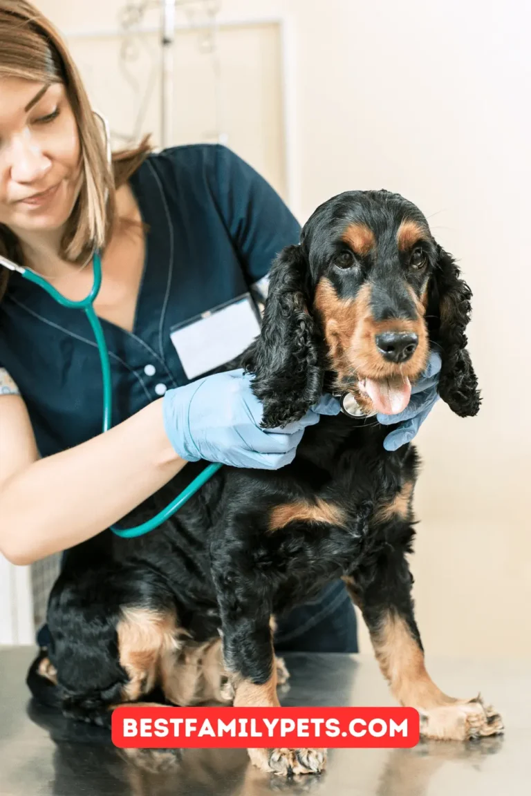 8 Ways to Find Affordable Vet Care for Your Dog