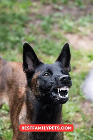 Belgian Shepherd Malinois Are They Dangerous?