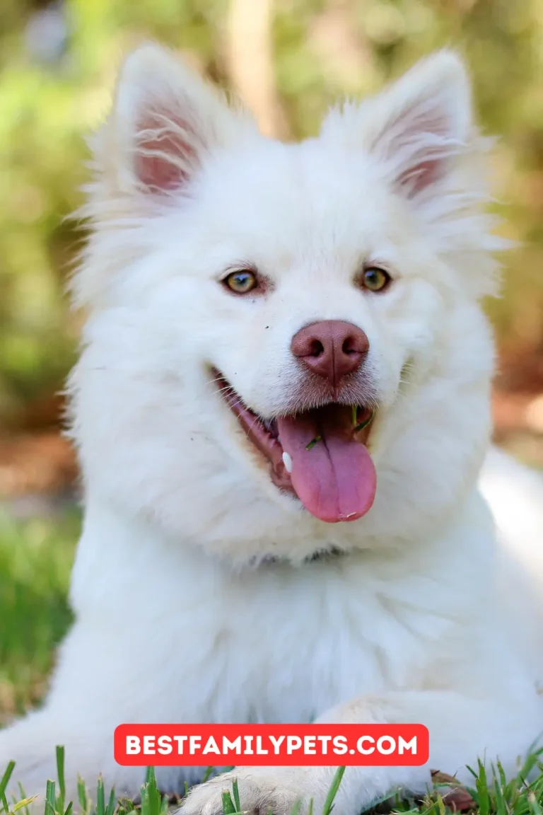 Best Puppy Training Treats