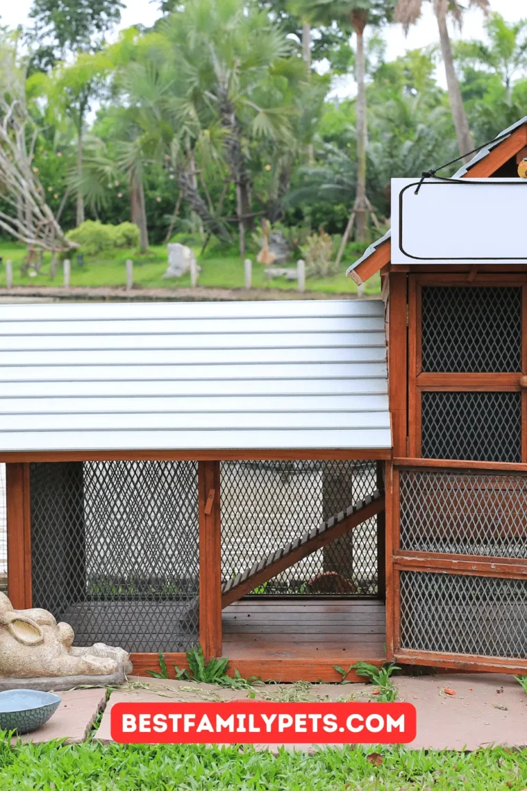 Cleaning and Maintaining Rabbit Accommodations