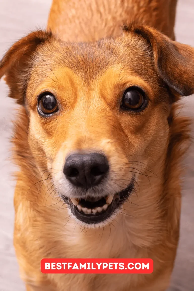 Dogs with Curly Ears