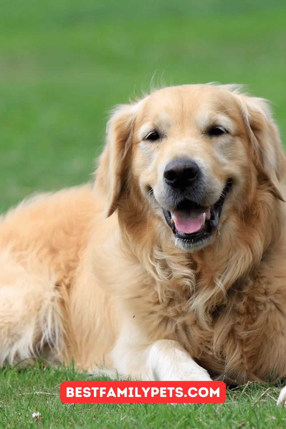 Golden Retriever Price in India