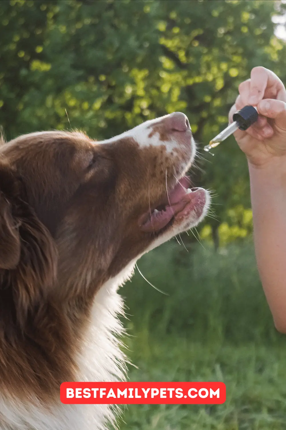 Hemp Oil vs. CBD Oil For Dogs