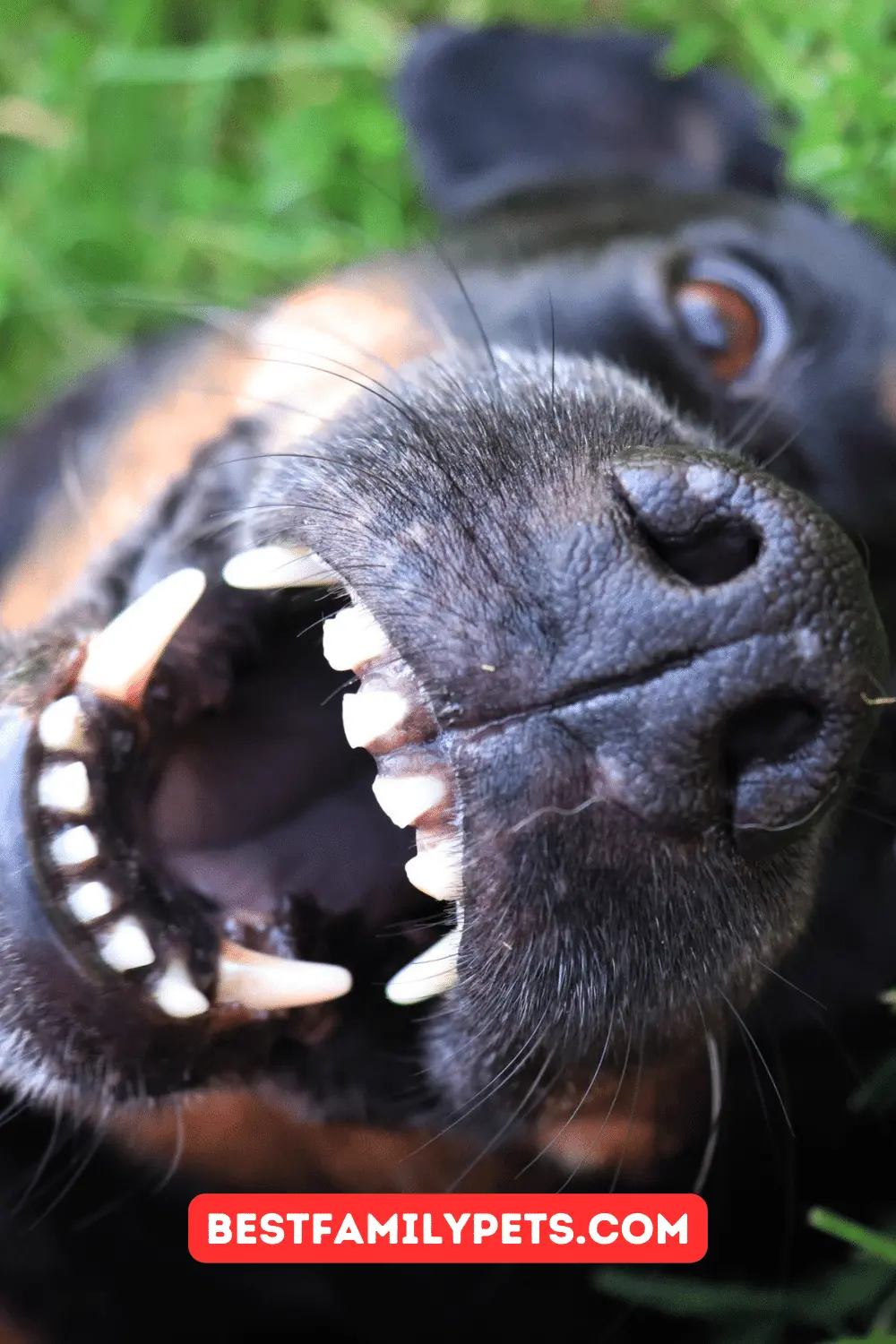 How Many Teeth Do Dogs Have