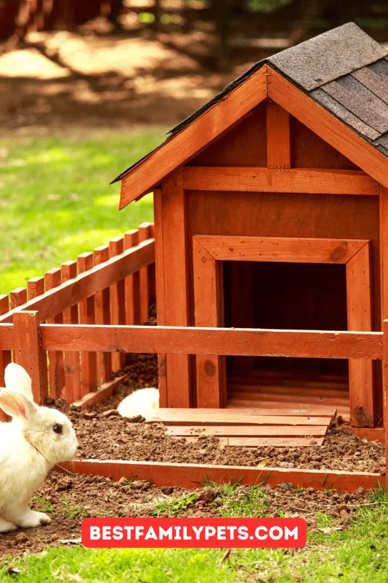 How to Choose a Rabbit Hutch