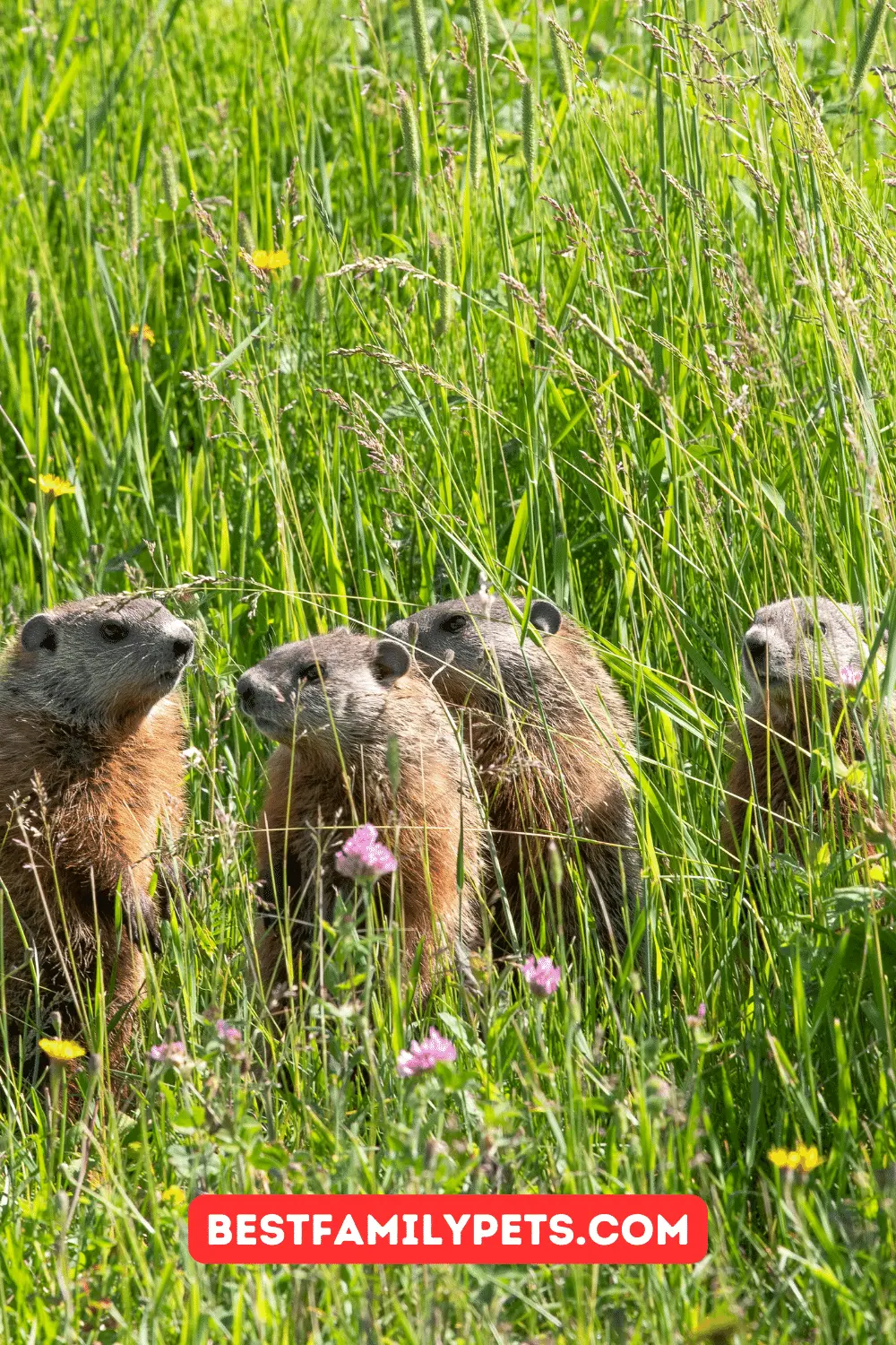 How to Get Rid of Groundhogs