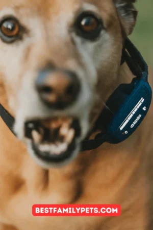 A Guide to PetSafe Bark Collar Manuals