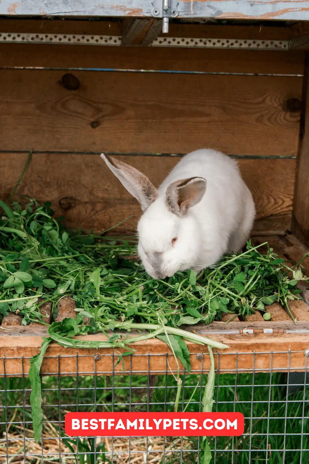 Rabbit Behavior and Needs