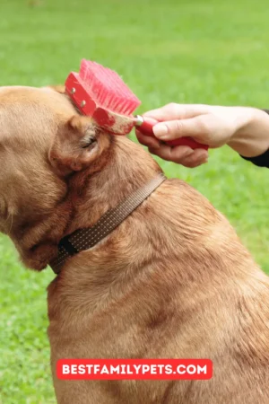 Regular Brushing for Dog Coat Health