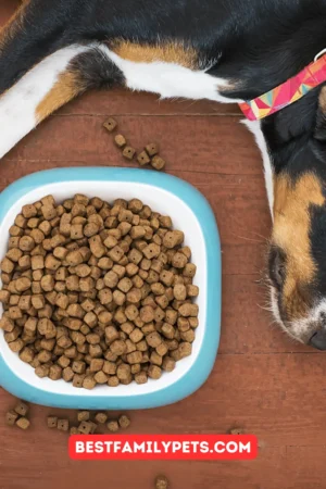 What Dogs Food Has Been Recalled 2019?